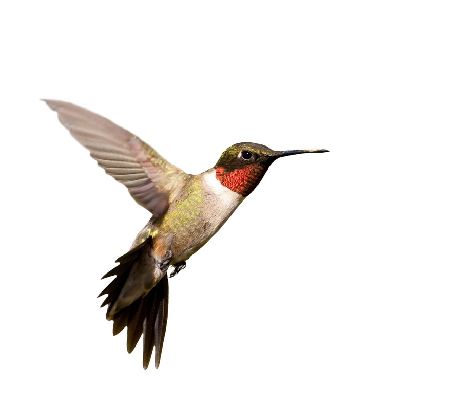 bird 1304 (5.4Х4.6)